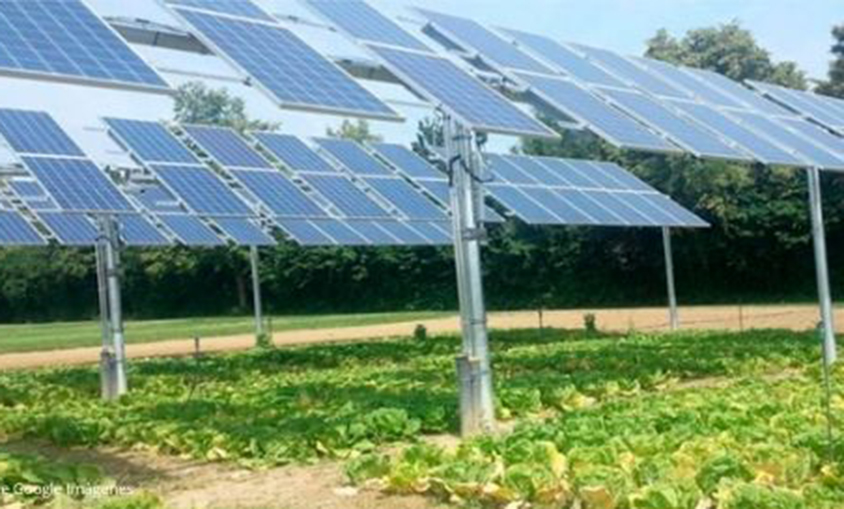 Univergy Desarrolla Un Proyecto Agrovoltaico De 120 MW En Australia