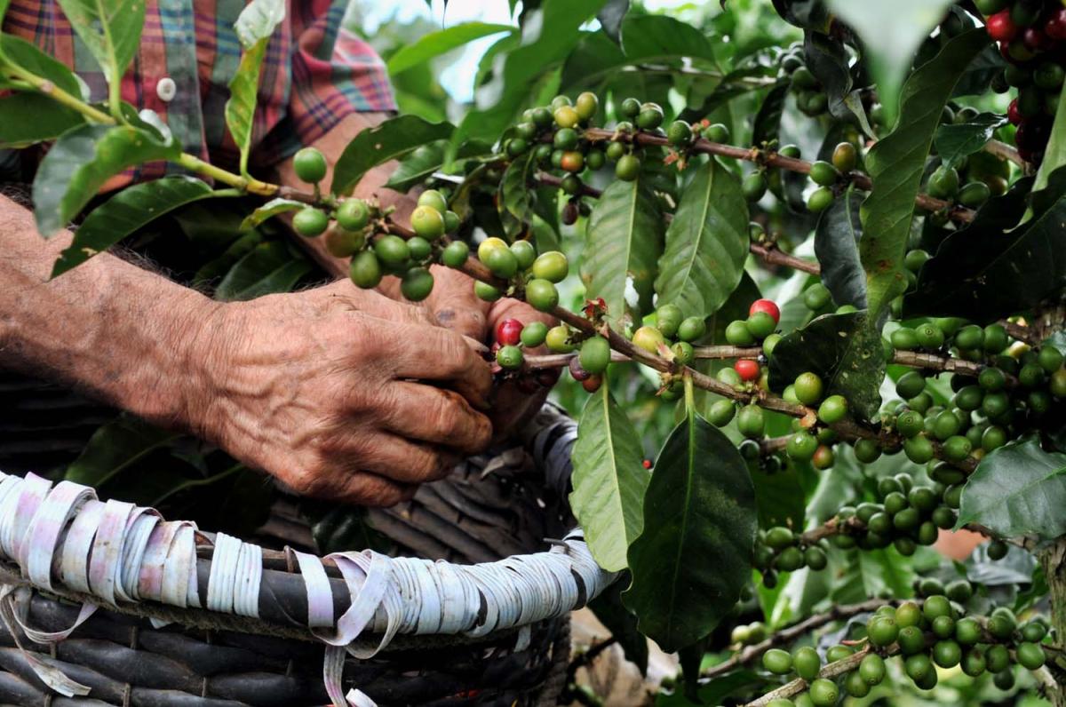 Centroamérica produce biogás procedente de los residuos del café