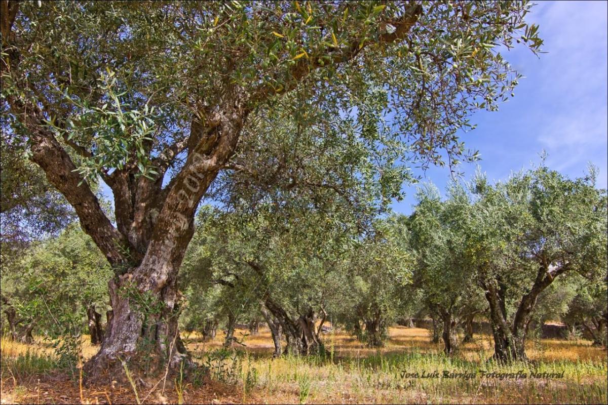 La biomasa producida en Andalucía podría cubrir el 22,5% del consumo de energía de la comunidad