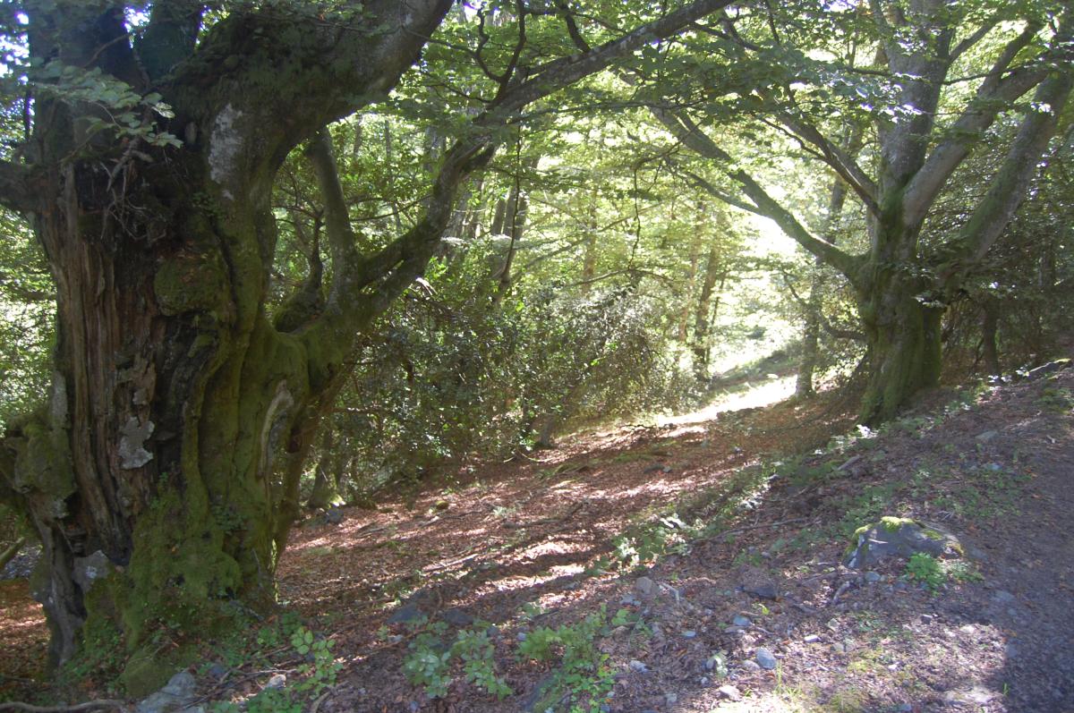 Hunosa y Urbaser acuerdan entrar juntos en negocio de la biomasa forestal