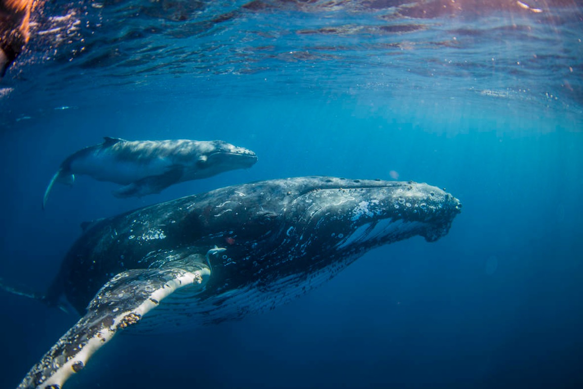 BP desiste de seguir con las prospecciones en Australia para preservar el criadero de ballenas