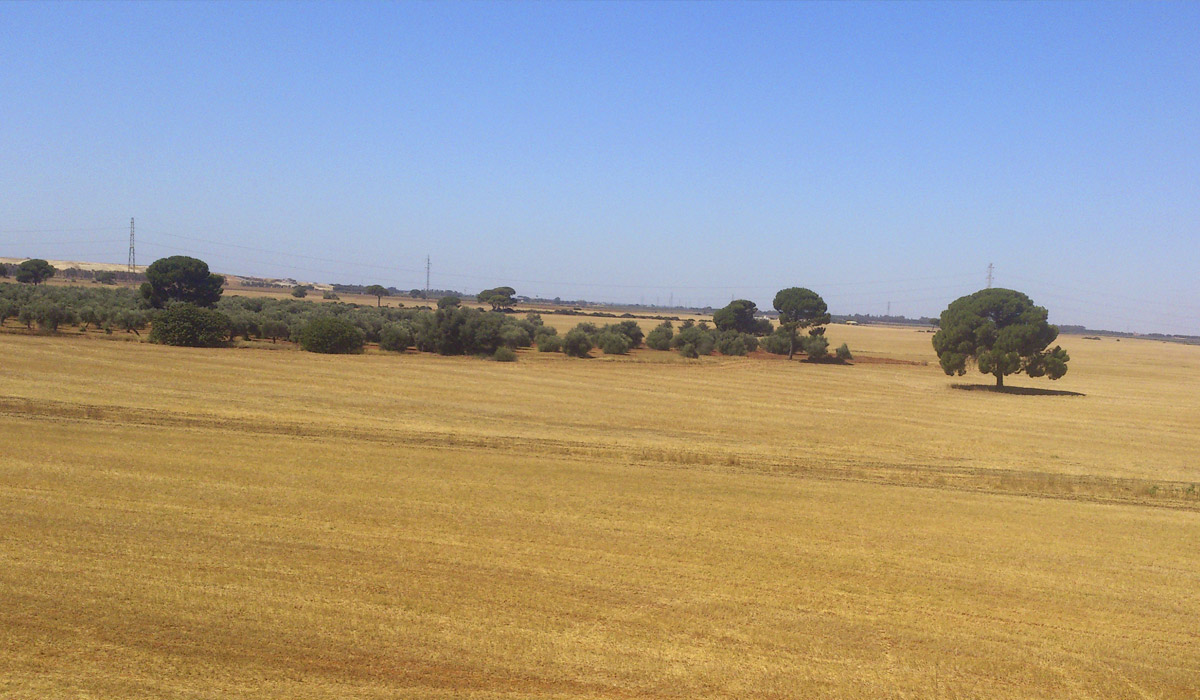 La fotovoltaica ve la luz en España: el Gobierno autoriza a Ansasol para construir su parque de 150 MW en Sevilla