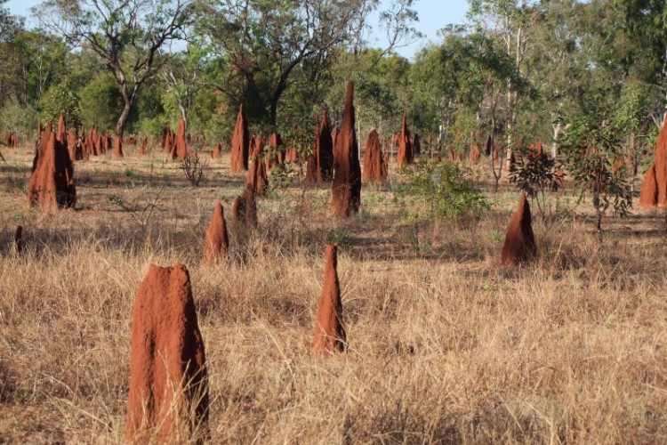 Un estudio vincula el aumento de CO2 en África con cambios en los usos del suelo agrícola