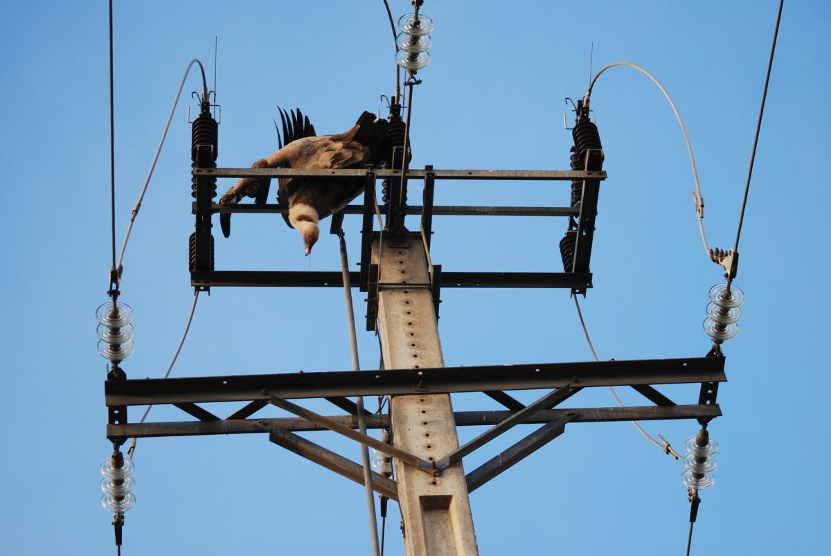 El Gobierno ayudará a las eléctricas para mejorar los tendidos y salvaguardar a las aves