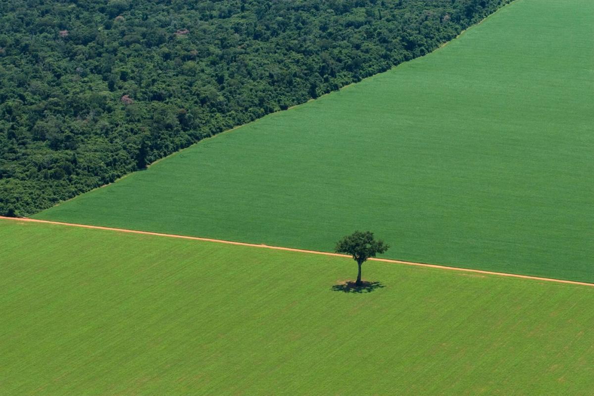 Suelos negros para un planeta más verde