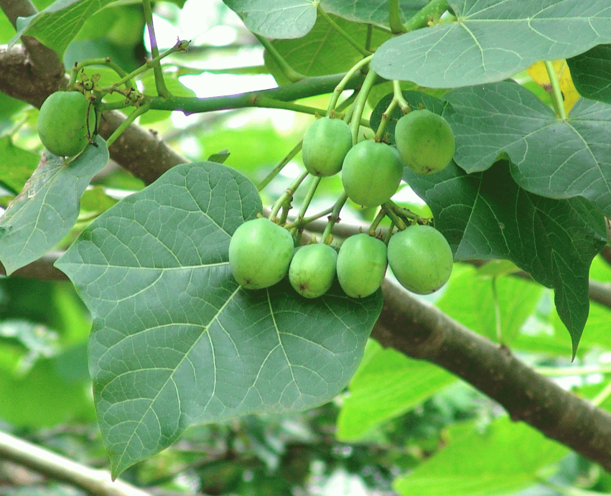 Cuba impulsa la producción de biodiésel a partir de Jatropha Curcas, una planta no comestible