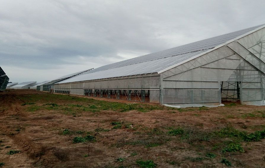 Invernaderos fotovoltaicos, la solución perfecta para conseguir una agricultura más eficiente