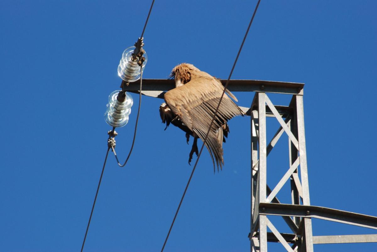 Plataforma SOS Tendidos eléctricos pide a Teresa Ribera que aplique medidas "obligatorias" para frenar la muerte de aves