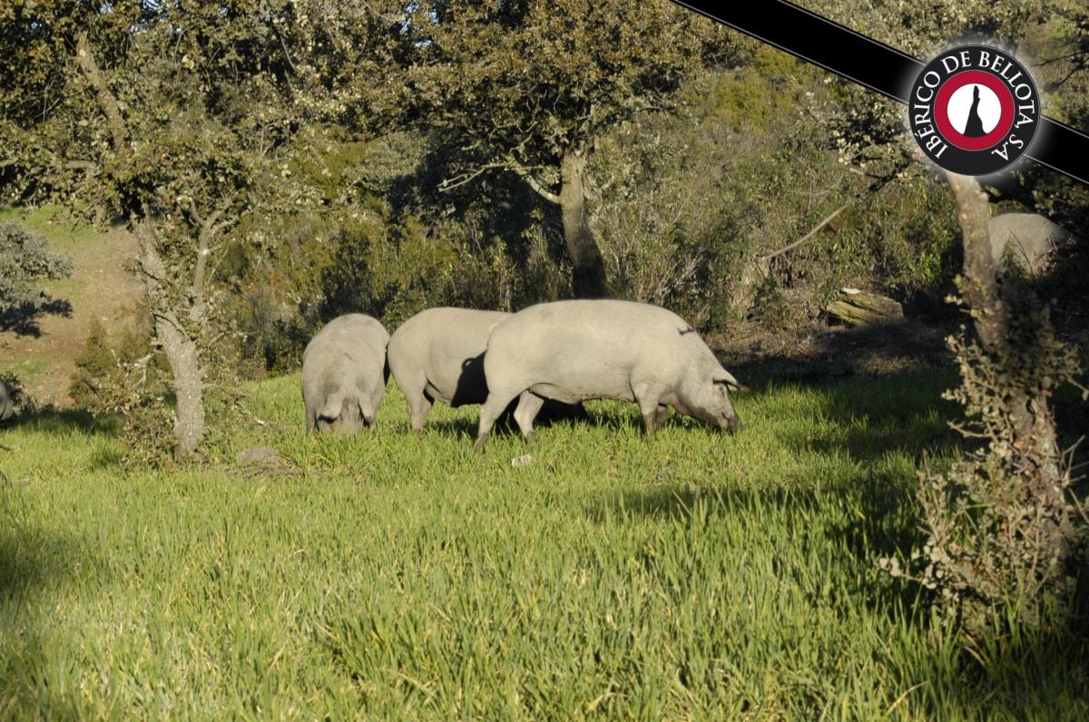 El cerdo ibérico 'consume' energía solar