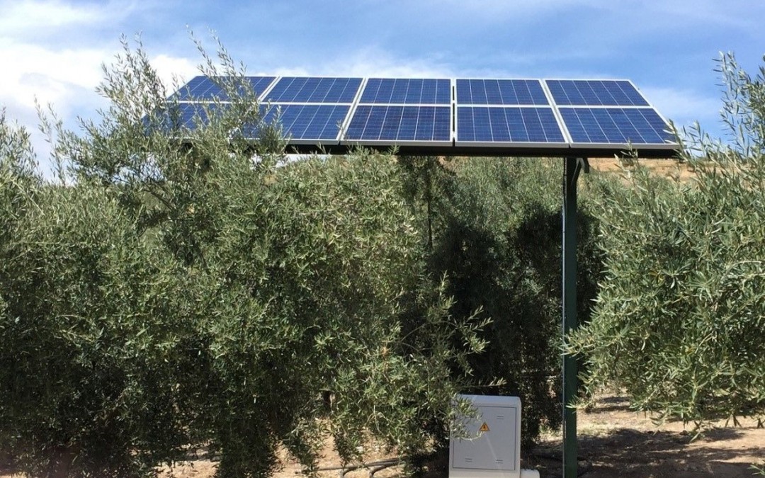 Cuando te cuesta más una hectárea de paneles fotovoltaicos que llena de olivos