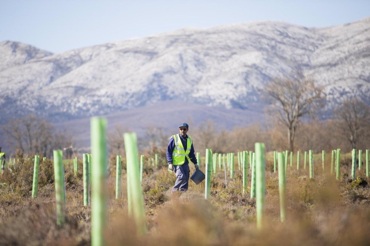 La Fundación Repsol crea una joint venture para impulsar la reforestación en la Península Ibérica y Latinoamérica