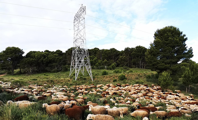 Red Eléctrica desarrolla proyecto pionero que controla por pastoreo la vegetación bajo las líneas eléctricas