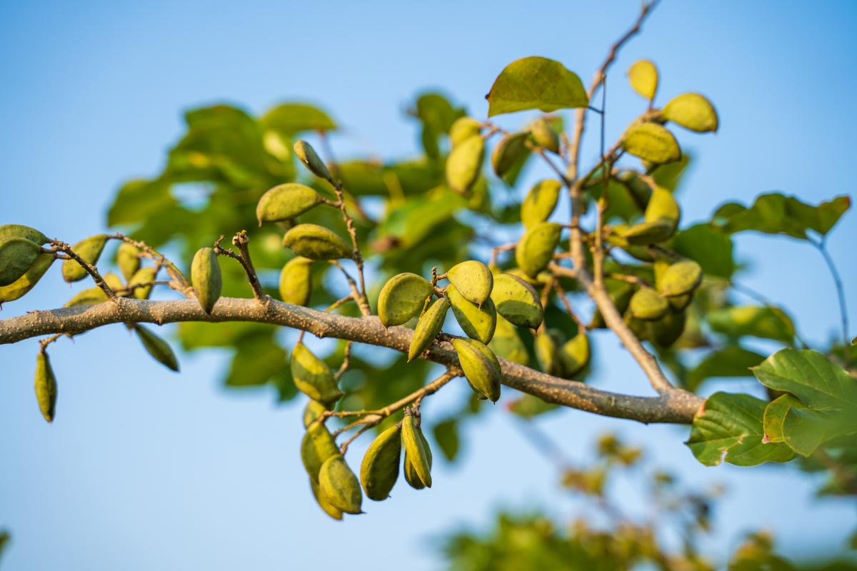 El aceite de Pongamia, el nuevo combustible verde llamado a revolucionar el transporte