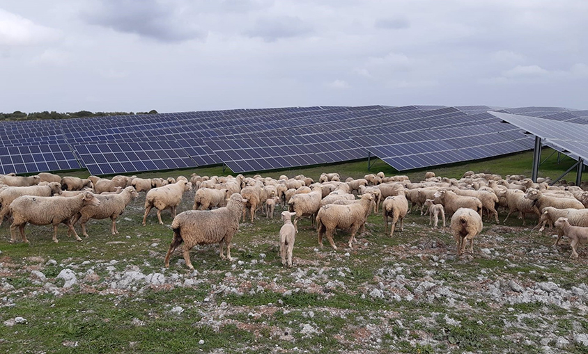 Un estudio dice que las placas solares pueden ser una oportunidad para la biodiversidad