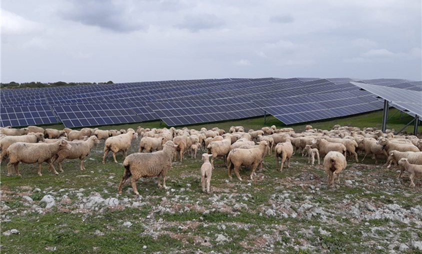 EDF y Macquarie se unen para comprar 2,4 GW de proyectos 'agrivoltaicos' en Francia
