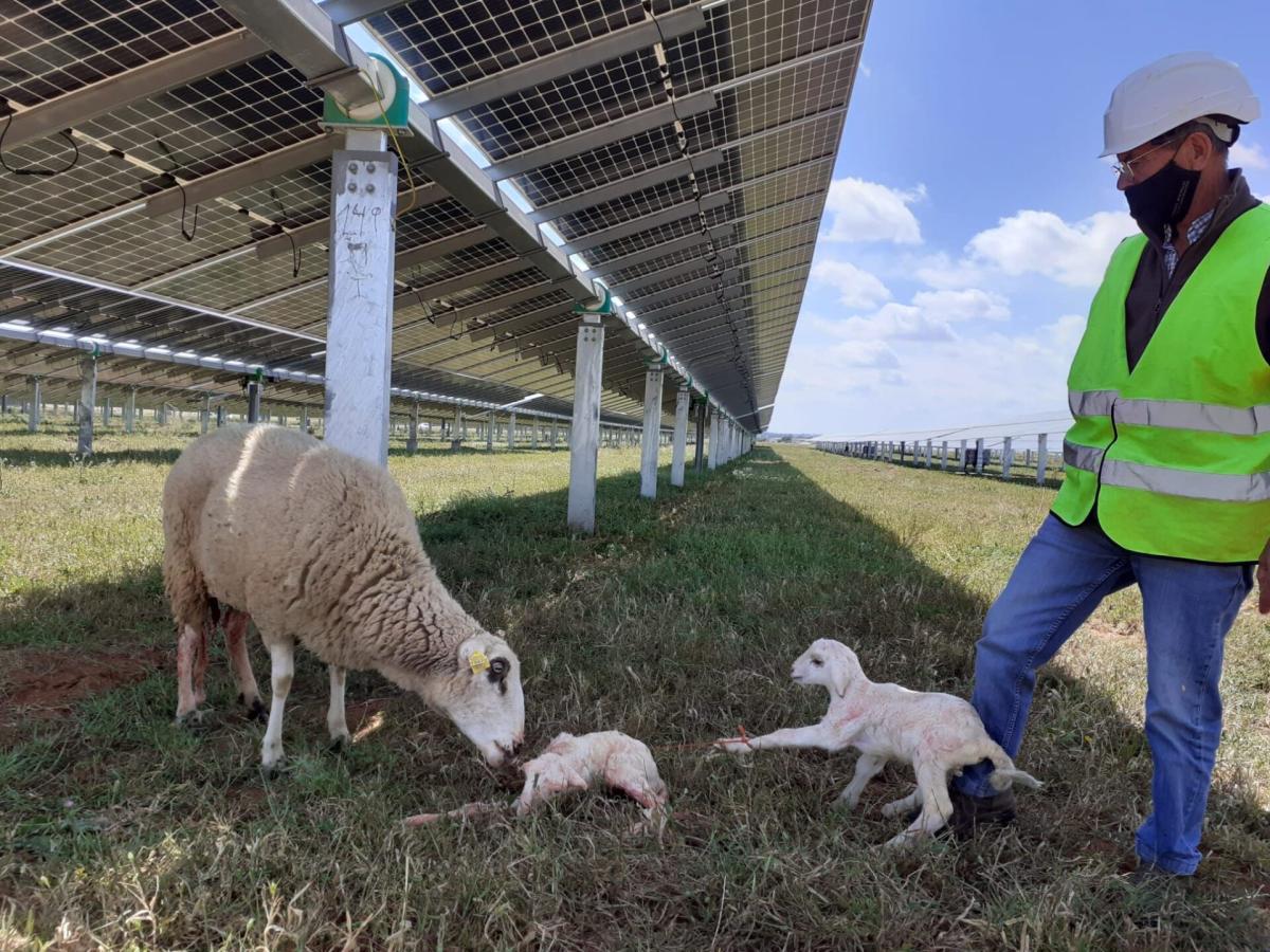 Así es cómo Endesa protege la biodiversidad a través de sus nuevas plantas de renovables