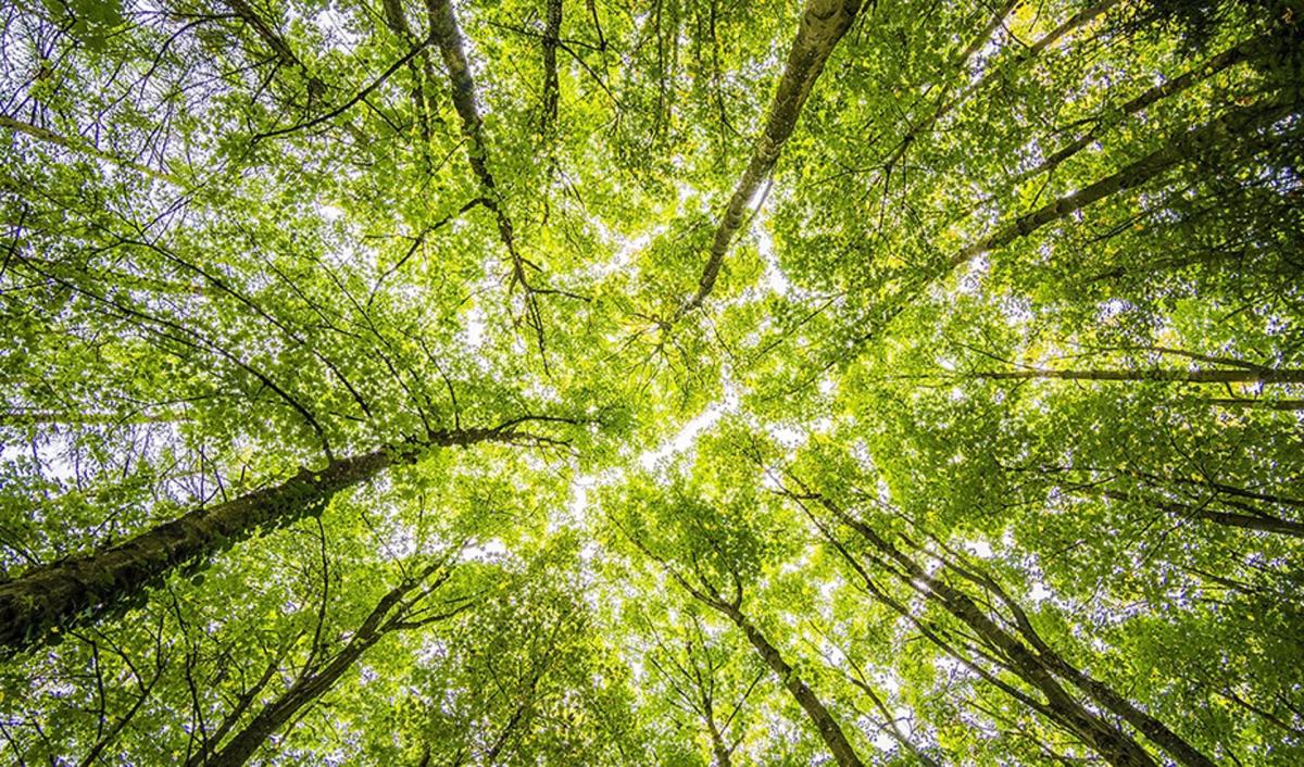 La madera de los árboles, el material que podría reemplazar los electrolitos líquidos en las baterías de segunda generación