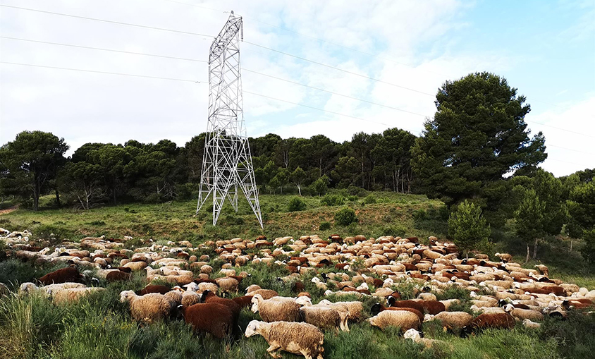 REE se alía con Elewit y Overstory para digitalizar el mapa de la vegetación bajo las líneas eléctricas