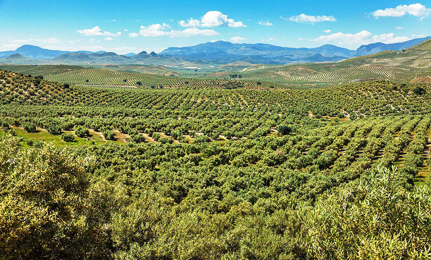 Castillo de Canena tendrá la mayor planta solar flotante para autoconsumo de Andalucía