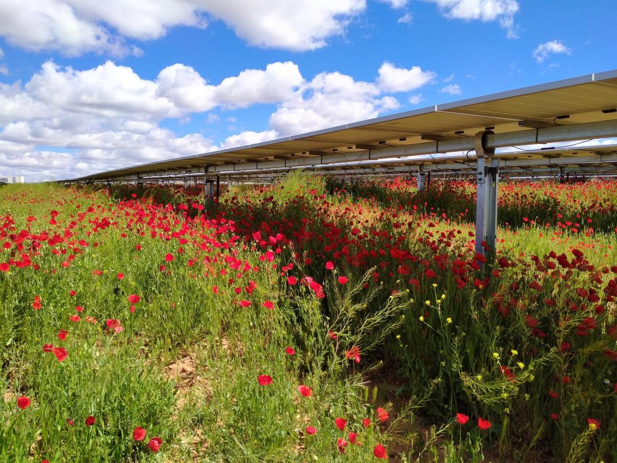 Iberdrola inicia las obras de la planta fotovoltaica de Conde en Palmela (Portugal)