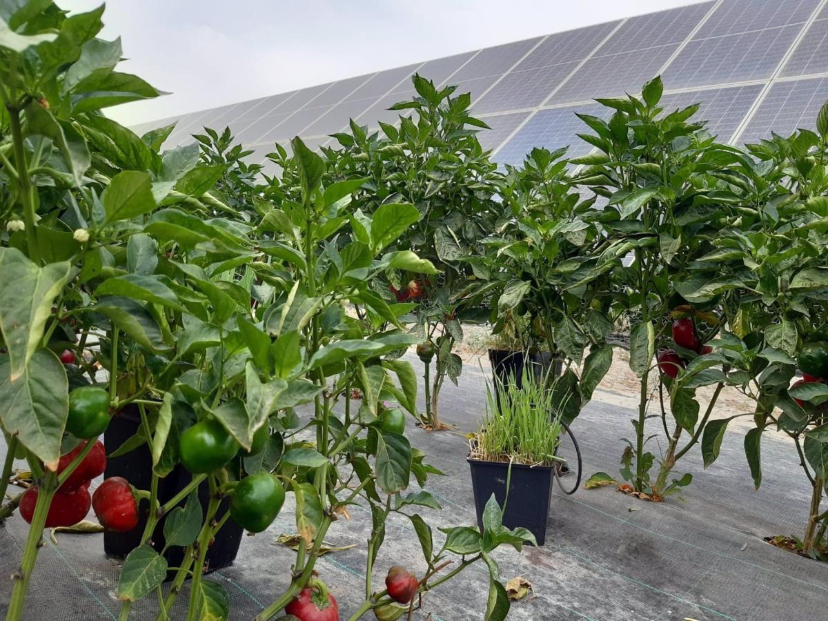 Las fotovoltaicas defienden esta energía como una oportunidad para biodiversidad