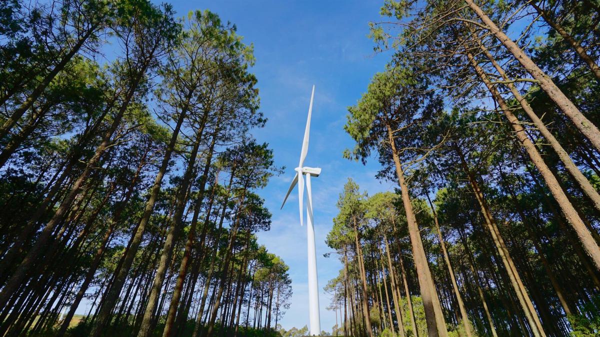 Iberdrola planta más de dos millones de árboles en dos años y 80.000 plantas en sus entornos fotovoltaicos