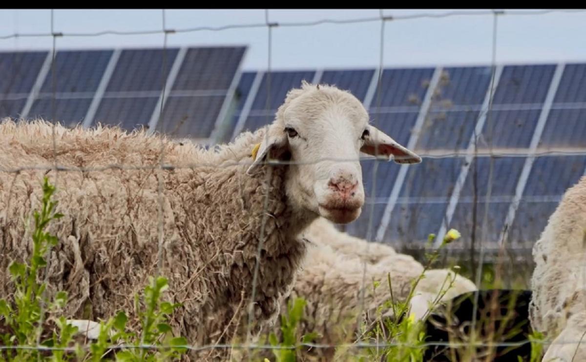 Statkraft pone en marcha su primer programa de agrivoltaica en España en Alcalá de Guadaíra