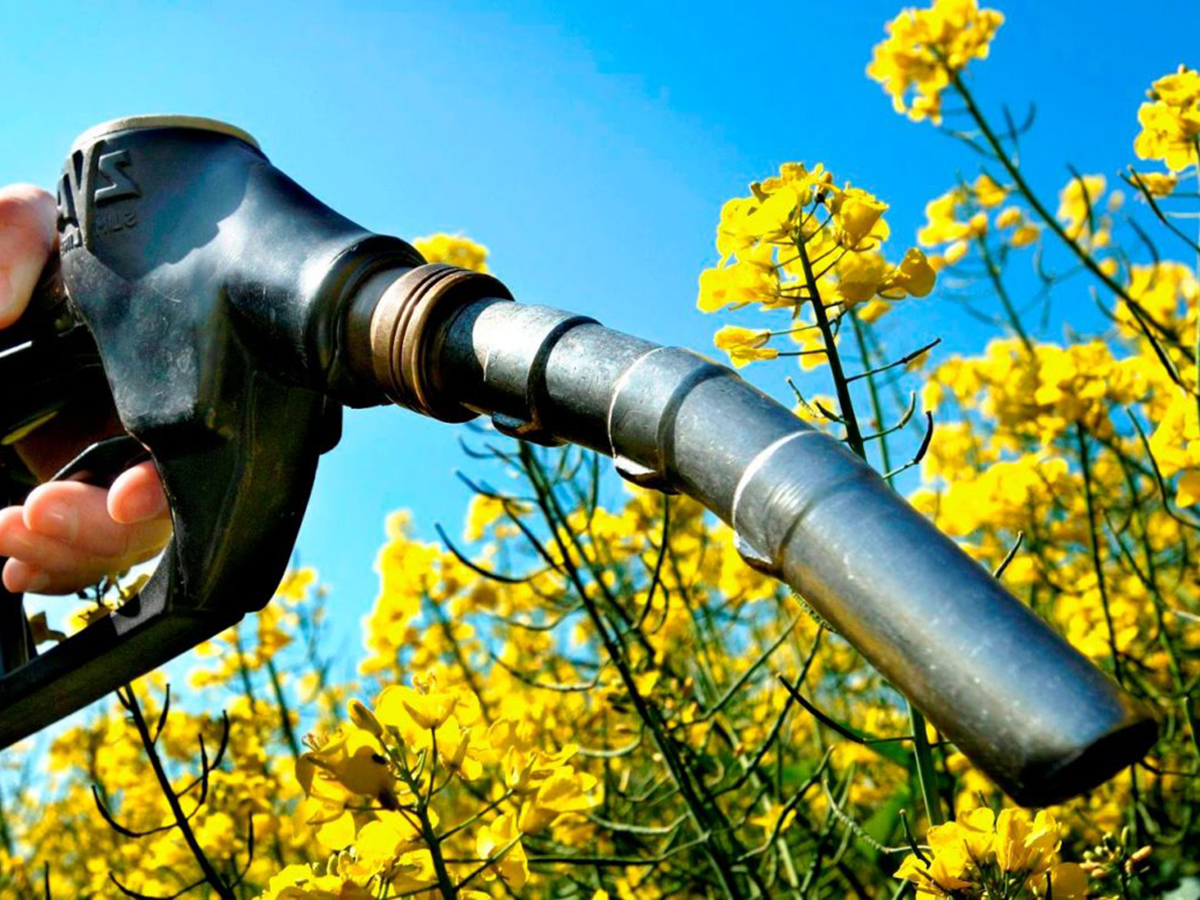 China, la gran amenaza para el biocarburante español