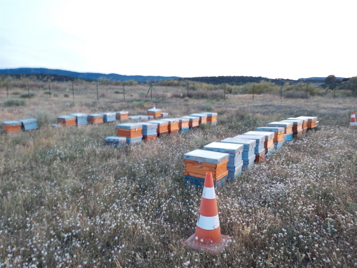 Iberdrola instala 300 colmenas en sus instalaciones fotovoltaicas en  Andalucía y Extremadura