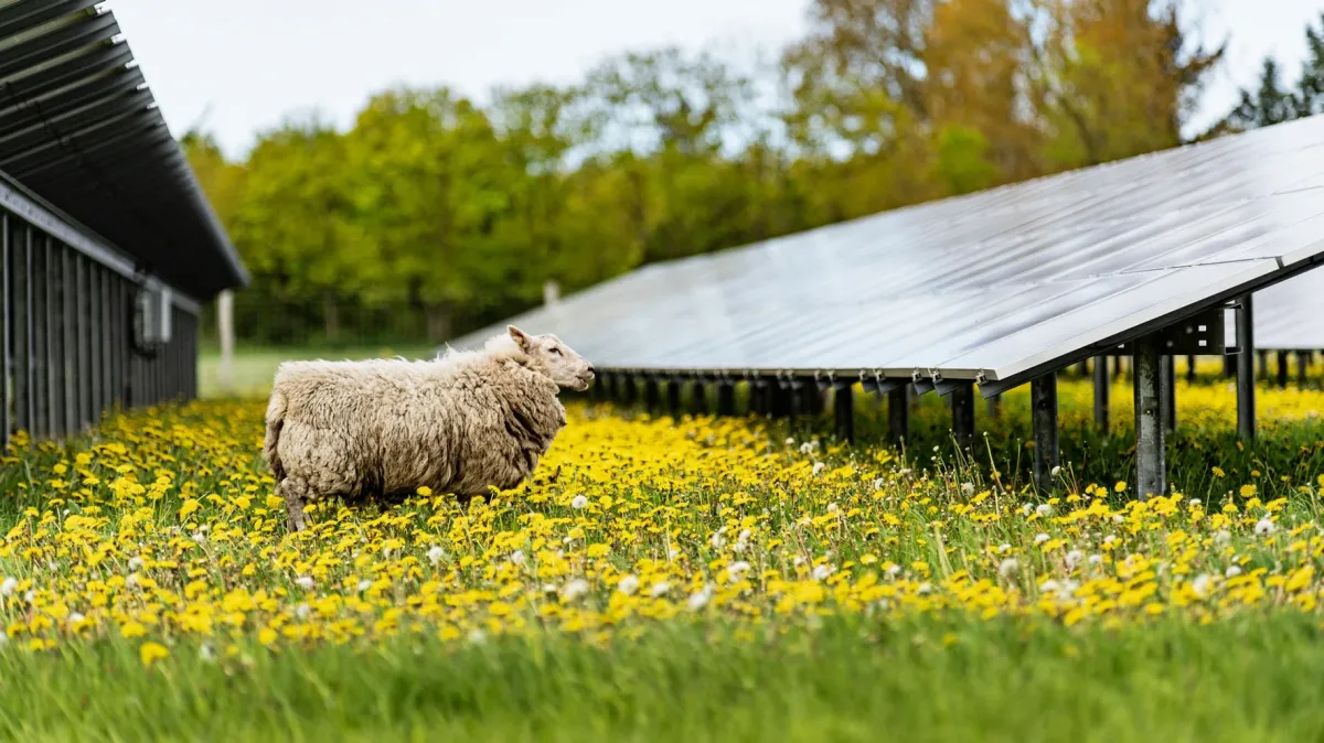 En Finlandia también brilla el sol: la danesa Better Energy se alía con Forus para instalar 1 GW de proyectos fotovoltaicos