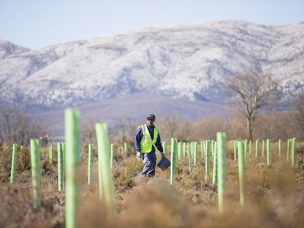 Hispasat entra junto a Repsol en Sylvestris para impulsar la medición de carbono en proyectos de reforestación