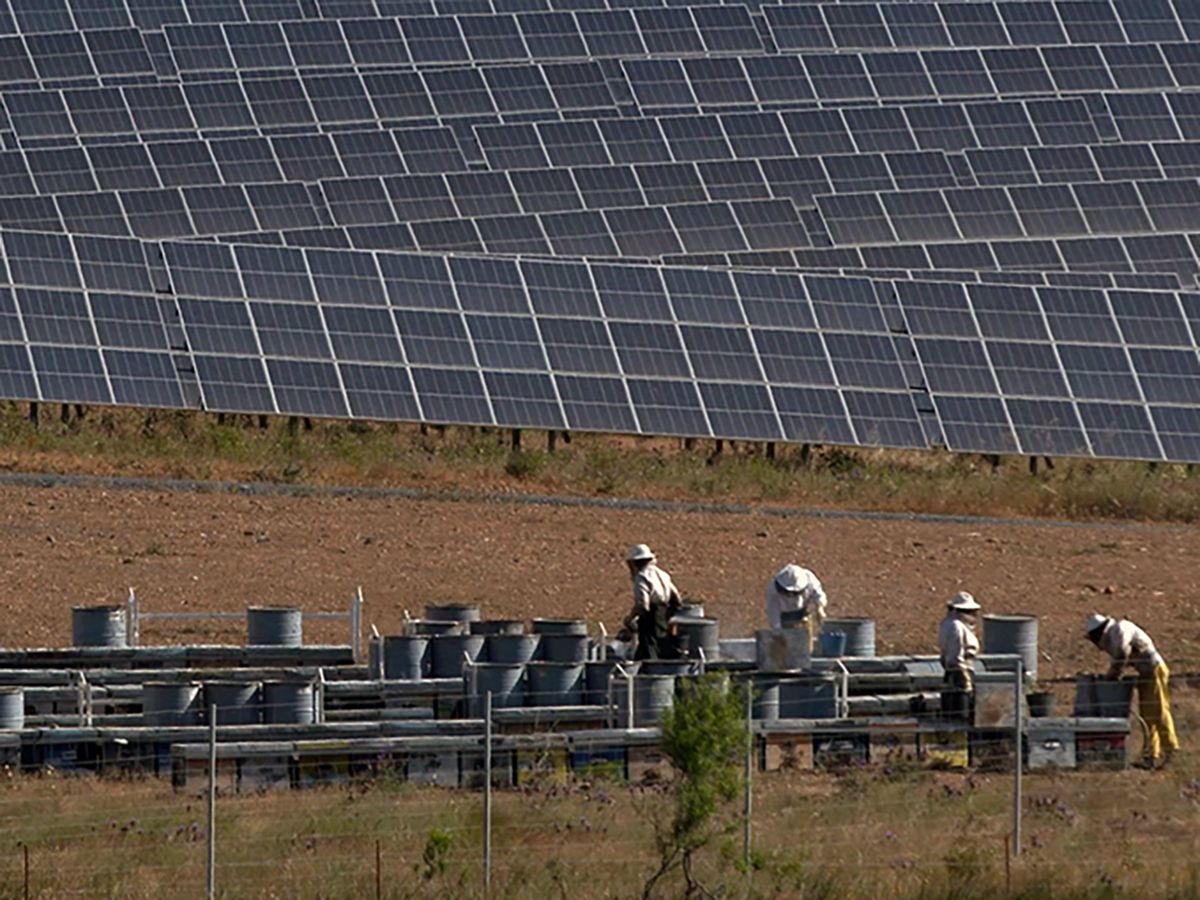 Recolección de miel en la planta fotovoltaica de Iberdrola en Andévalo, en Huelva (Andalucía).