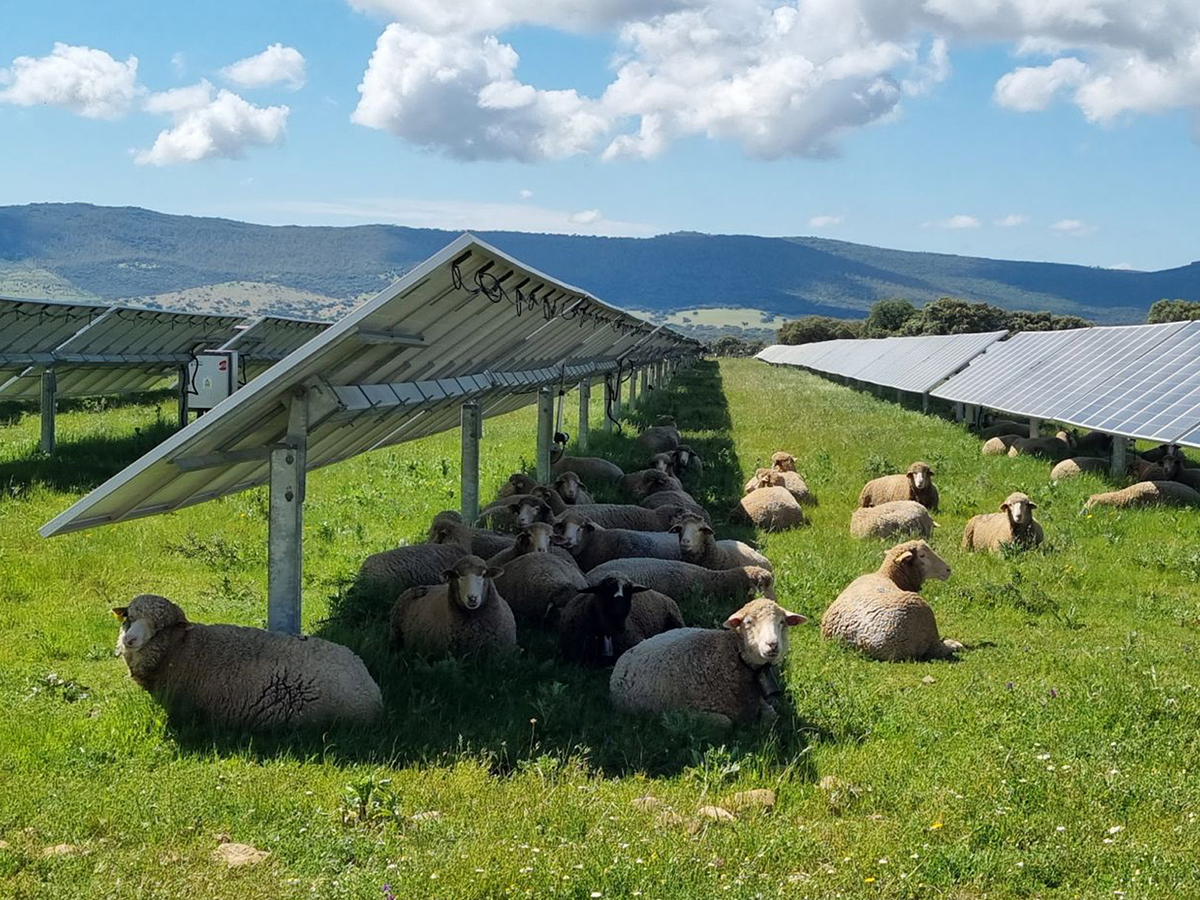 Extremadura apuesta por el 'pastoreo fotovoltaico'