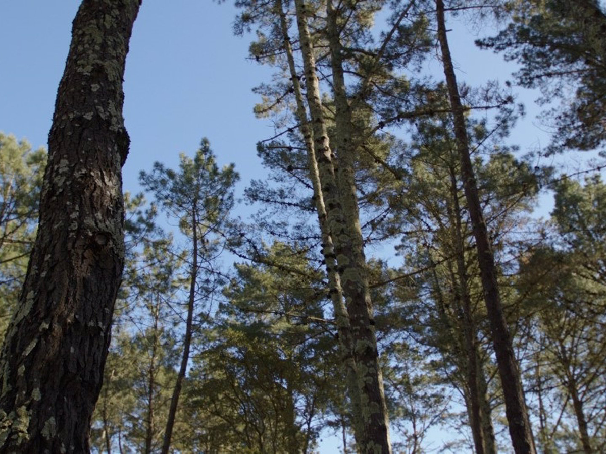 Naturgy finaliza la plantación de su primer bosque corporativo