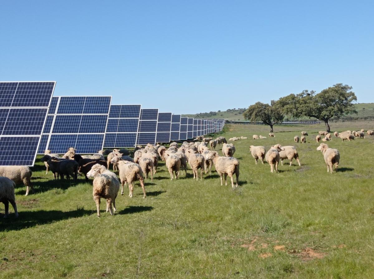 Así es cómo Endesa crea auténticas reservas naturales en sus plantas fotovoltaicas