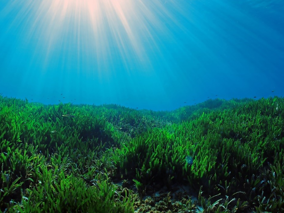 Aprobada la primera metodología de contabilidad del carbono para la conservación del medio marino