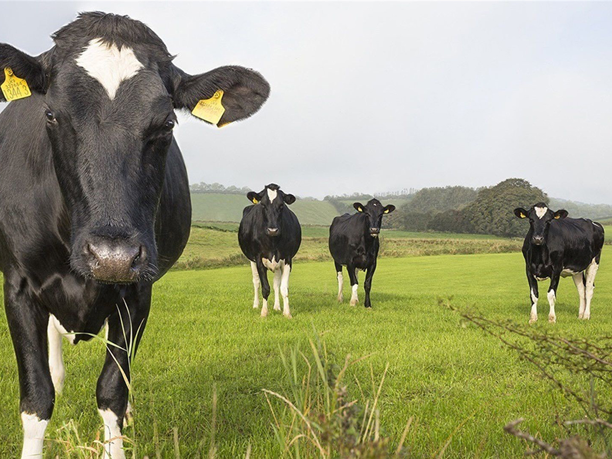 La búsqueda de 'eructos' de vaca bajos en carbono se está convirtiendo en un gran negocio