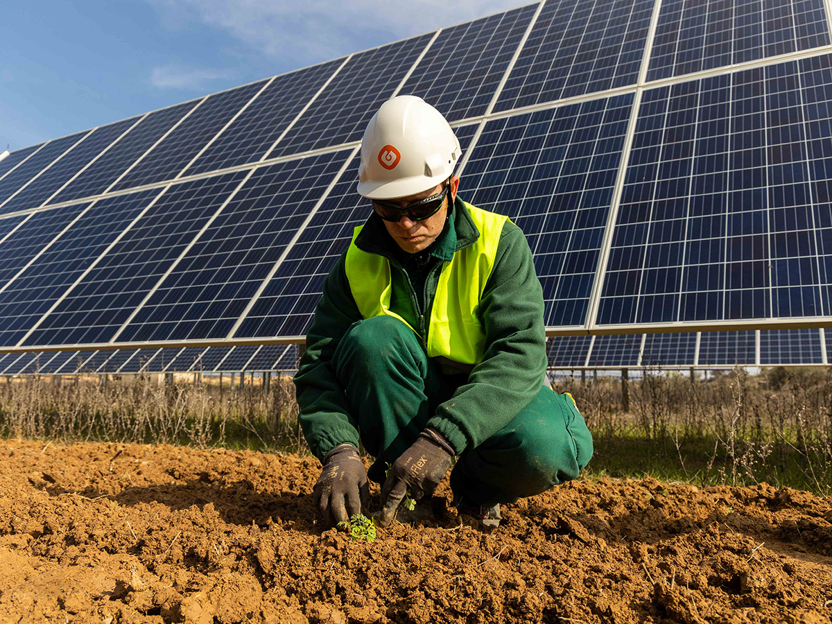 Galp cultiva plantas aromáticas en varias plantas fotovoltaicas en Aragón