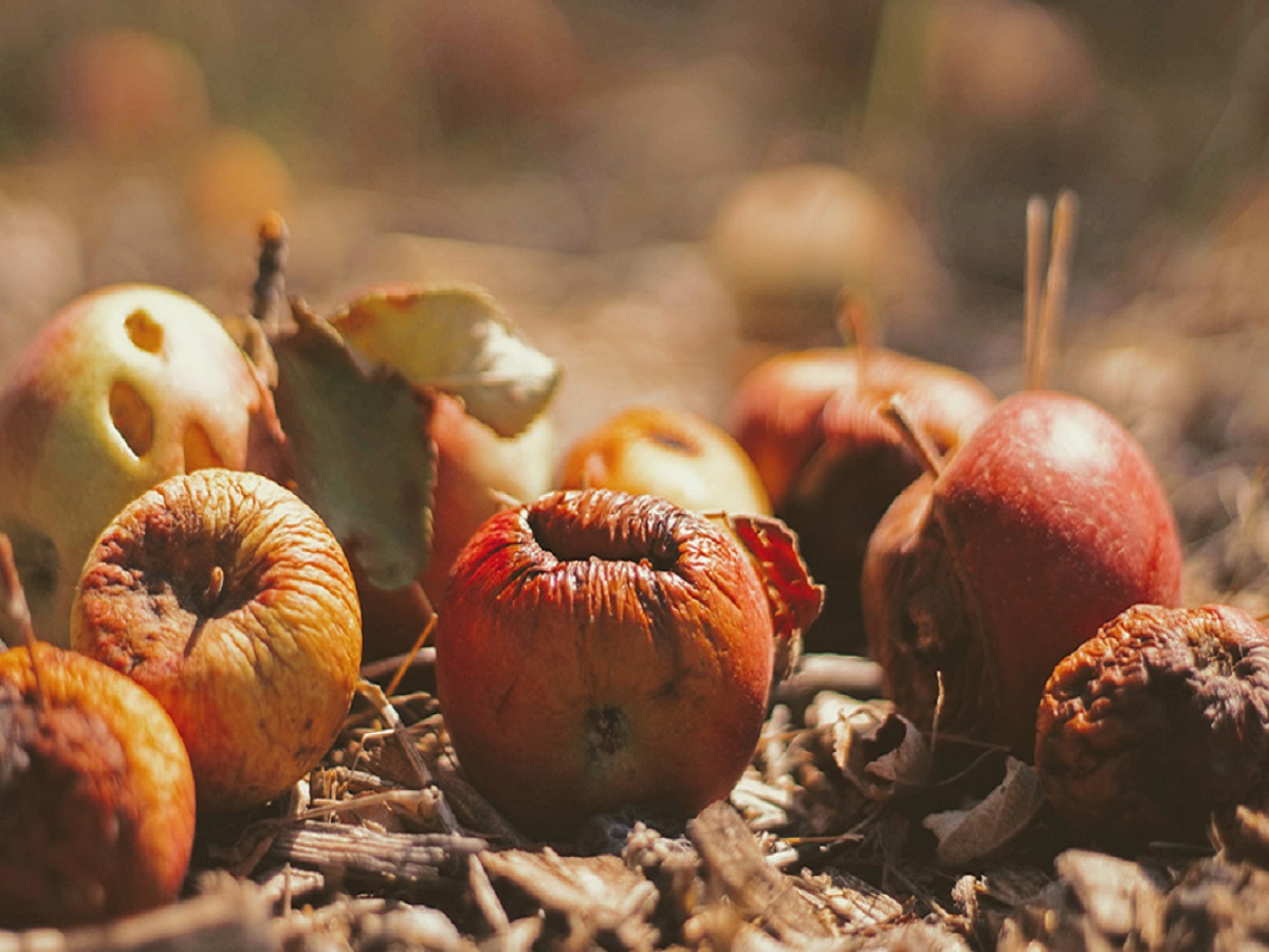 Pilas de combustible alimentadas por residuos de fruta: de la ciencia ficción a la realidad