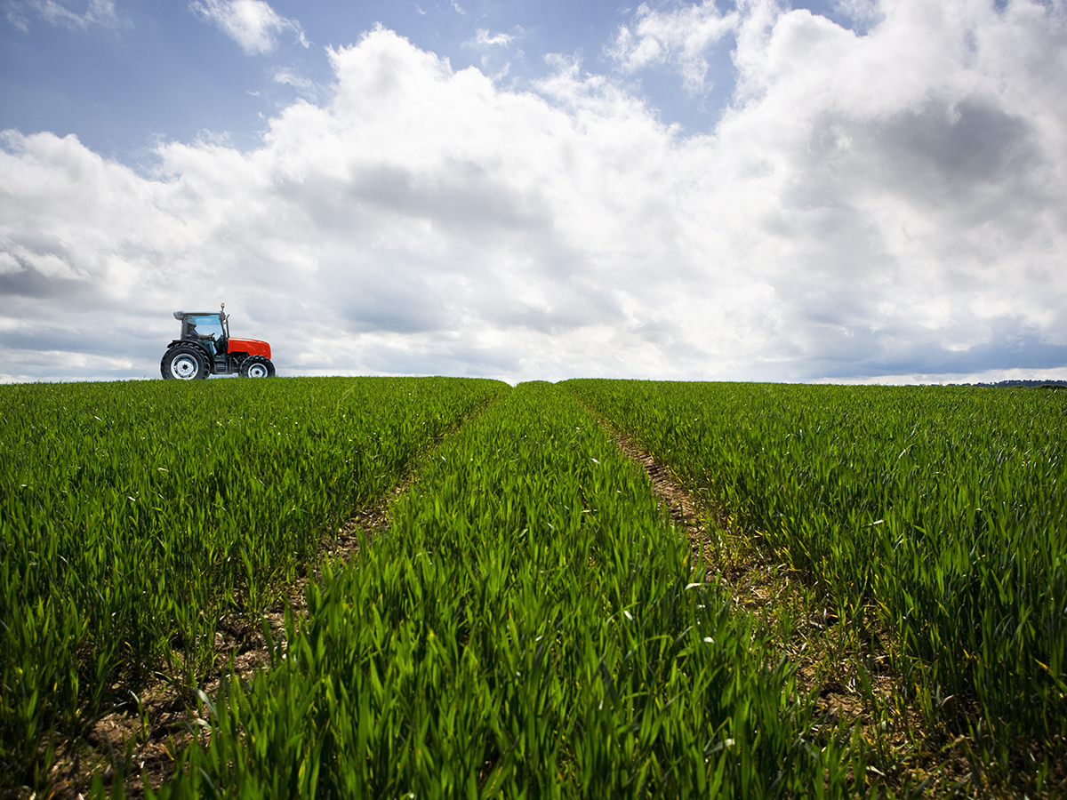 Cepsa y CSIC investigarán la plantación de cultivos energéticos para producir biocombustibles 2G