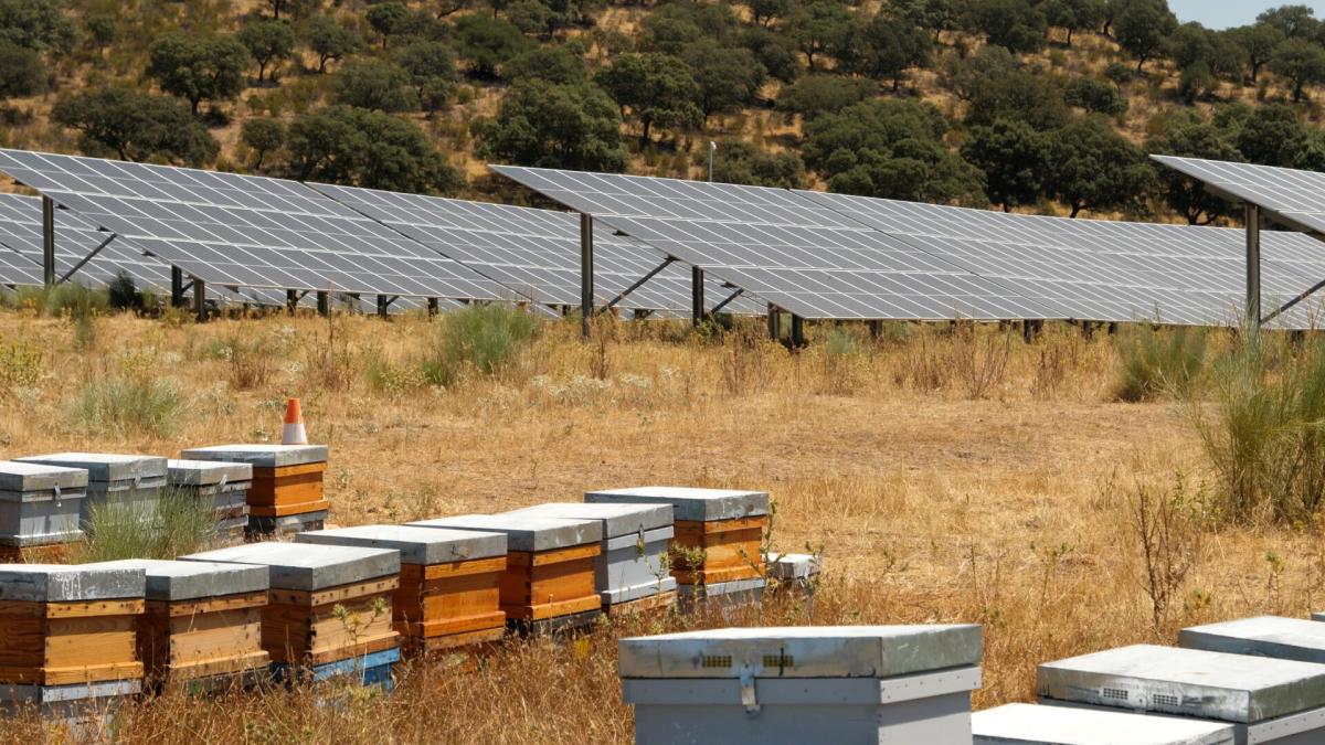 Iberdrola llena de colmenas sus plantas fotovoltaicas en España