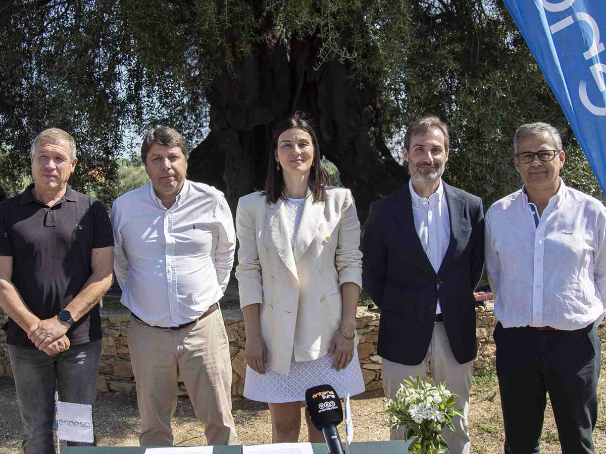 Endesa promueve el agronegocio en el centro de Portugal para recuperar olivos abandonados