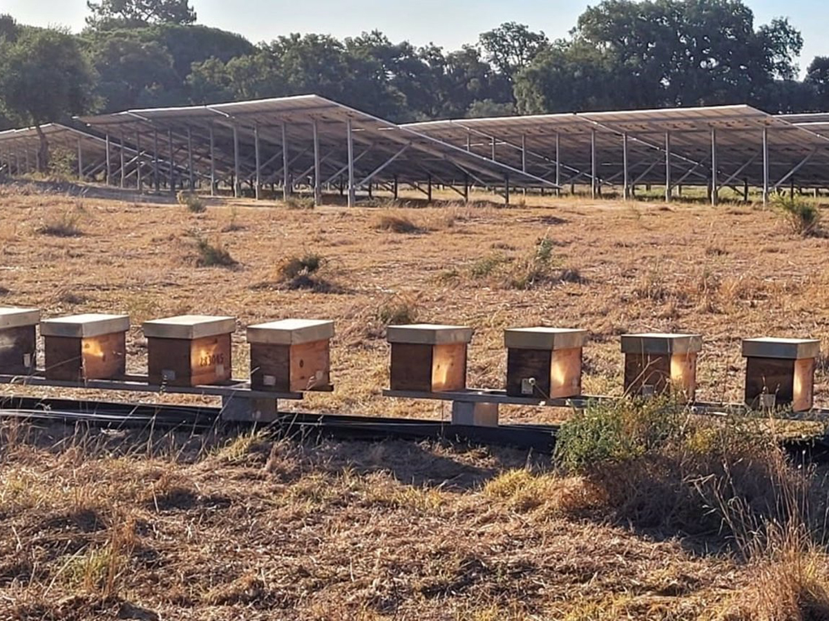 Iberdrola instala 30 colmenas en dos plantas fotovoltaicas en Portugal