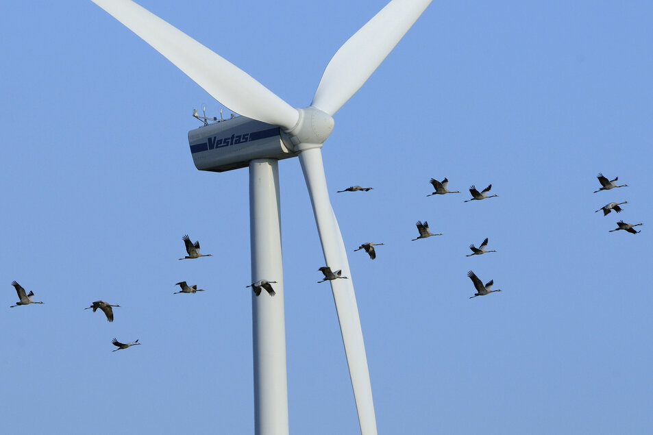 Vattenfall prueba la IA de la noruega Spoor para el rastreo de aves marinas