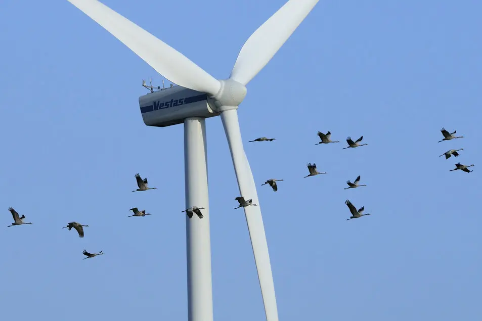 El uso de GPS en especies silvestres ayuda a planificar el despliegue de las renovables