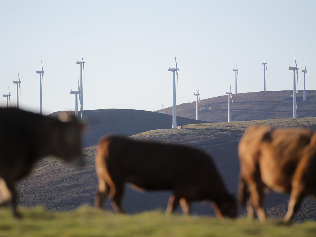 Varias vacas caminan frente a aerogeneradores en el Parque eólico de Montouto, de la Serra do Xistral, en la comarca de Terra Cha, a 22 de febrero de 2022, en Abadín, en Lugo, Galicia (España). 