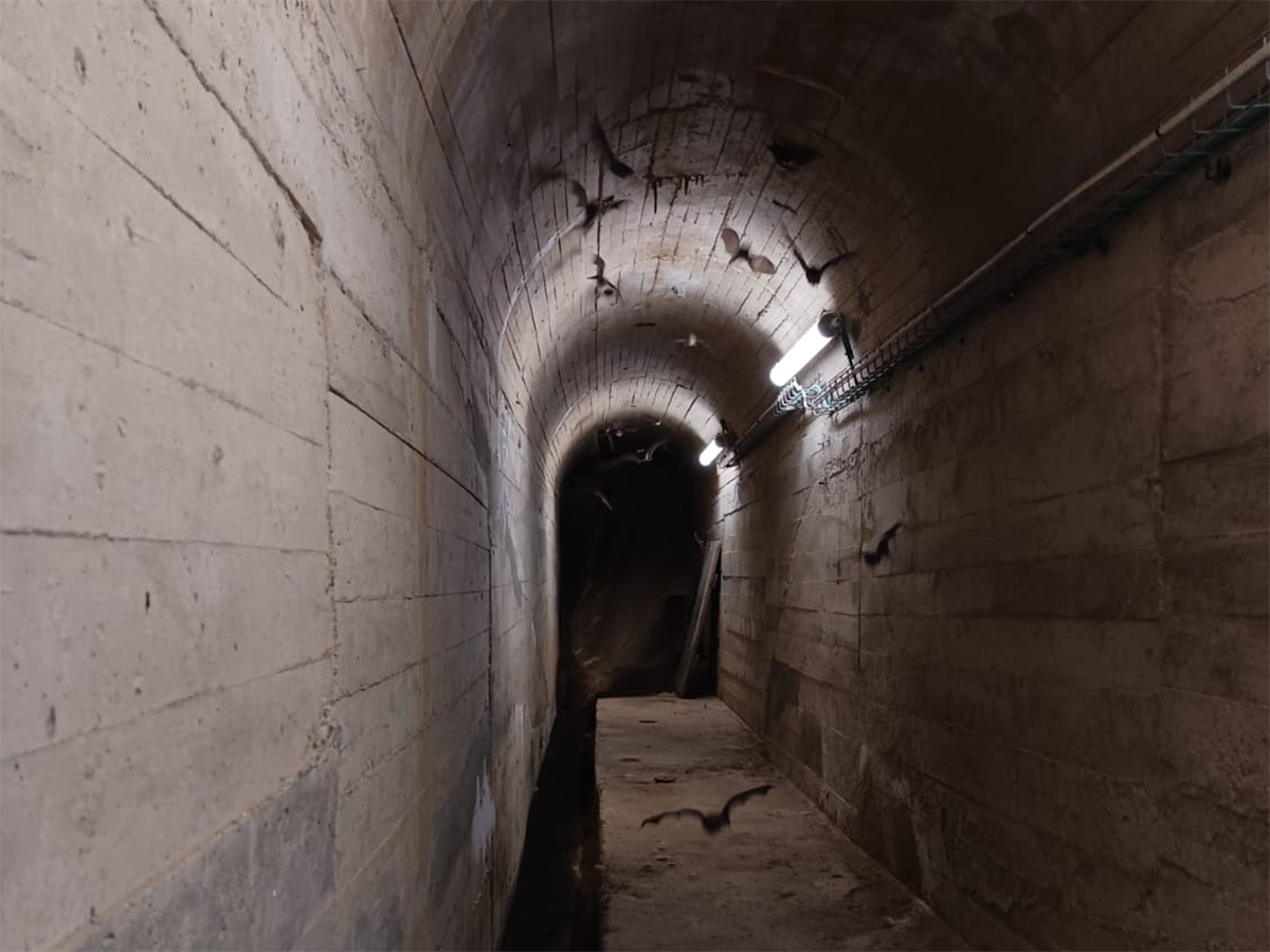 EndesaBats, el proyecto de Endesa que estudia los murciélagos en las cuevas de las centrales hidroeléctricas