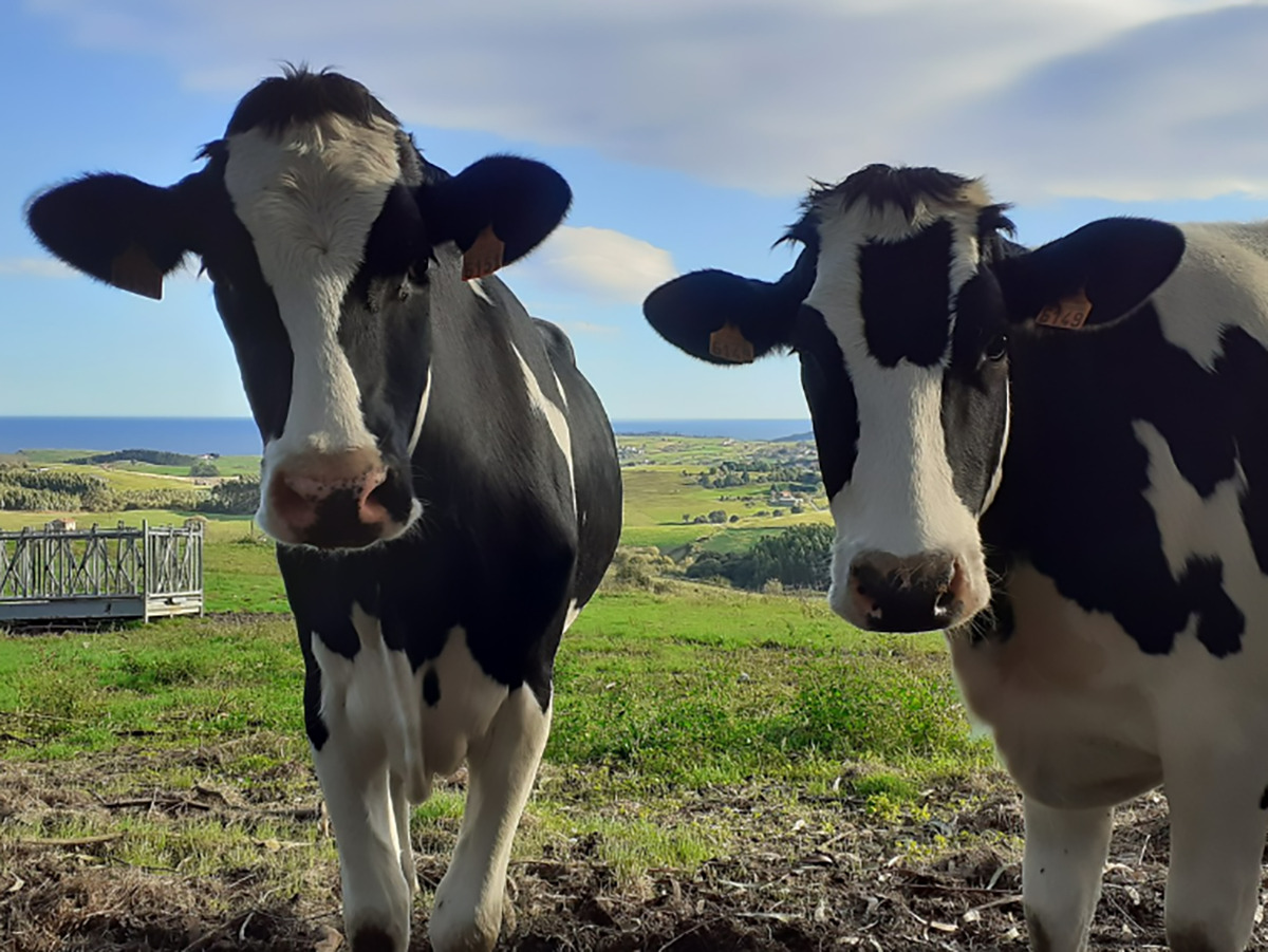 Nueva Zelanda abandona el plan de imponer tasas a las emisiones por los gases intestinales de ovejas y vacas