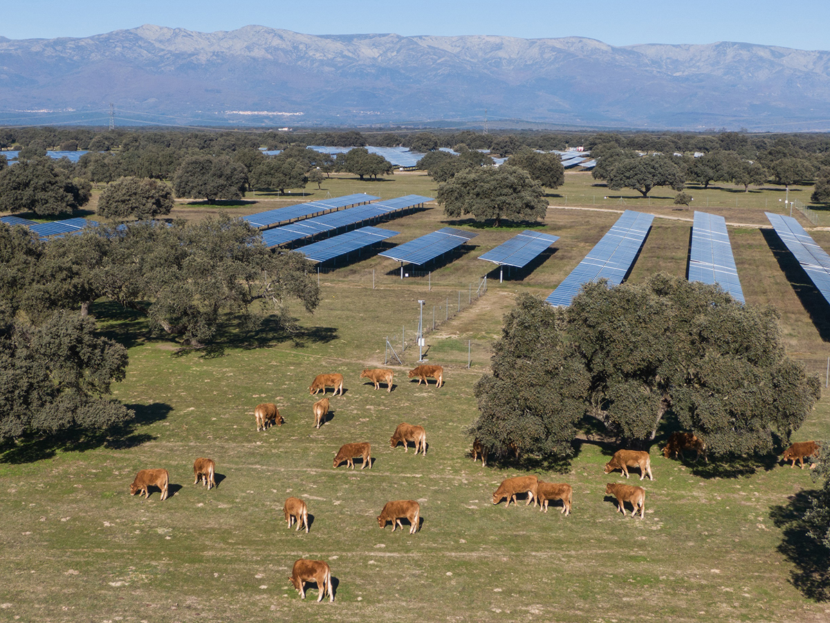 Statkraft avanza en la tramitación de Fausita Solar, su primer proyecto renovable en Murcia