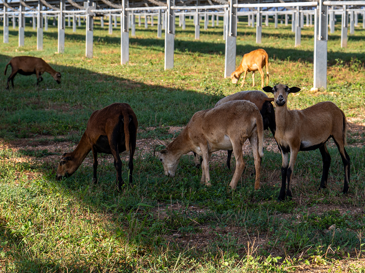 Proyecto agrivoltaico de Ecoener en República Dominicana.